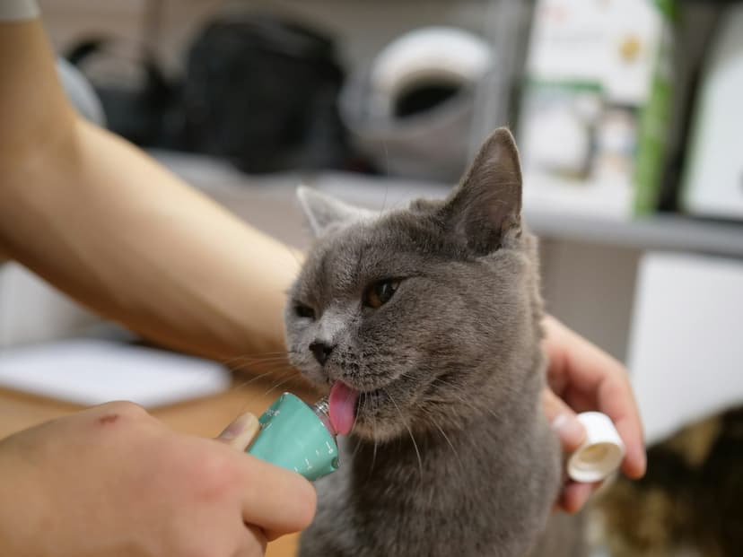 Medical Care